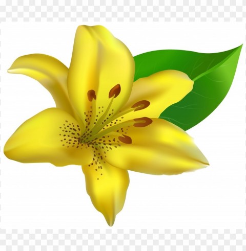 transparent flower lily PNG images without restrictions