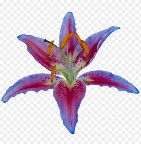 transparent flower lily PNG images without watermarks