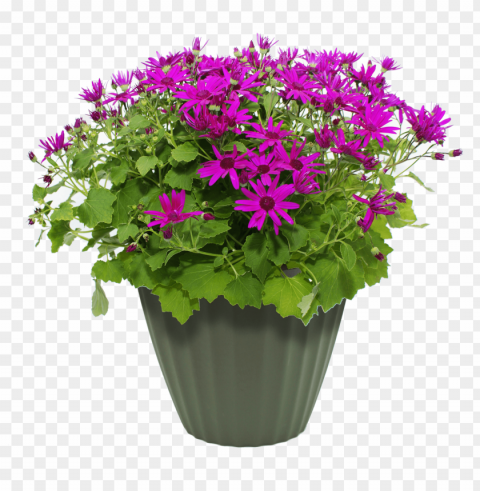 transparent flower pot Clear PNG pictures comprehensive bundle