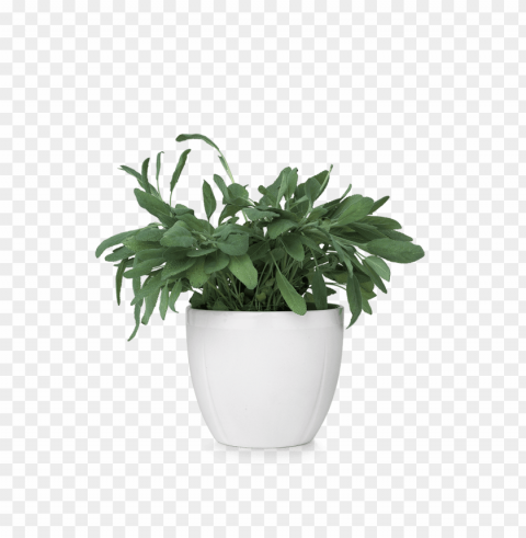 transparent flower pot PNG with no background diverse variety