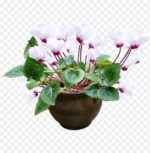 transparent flower pot PNG with no cost