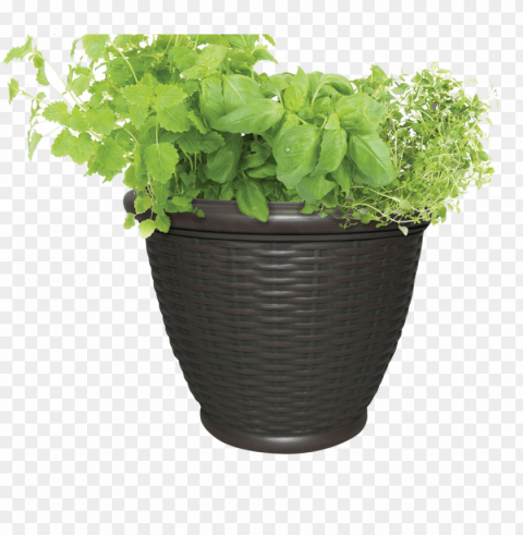  flower pot Transparent Background Isolated PNG Art