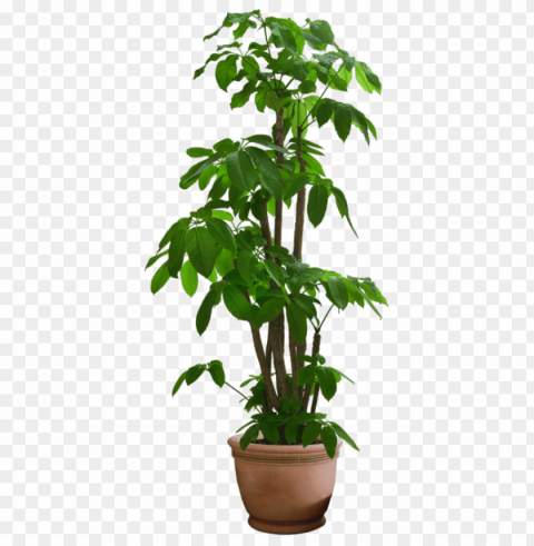  flower pot Transparent PNG Isolated Artwork