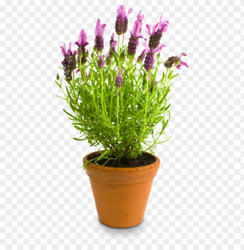  flower pot Transparent PNG Isolated Design Element