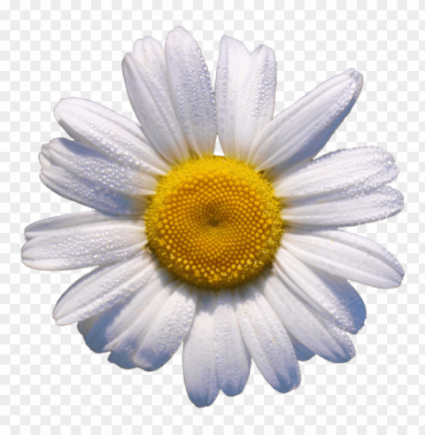  Flower Tumblr Transparent Background PNG Object Isolation