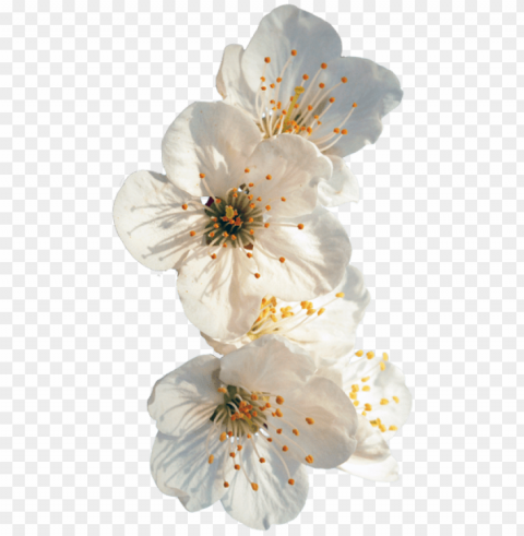  flower tumblr Transparent background PNG stock PNG transparent with Clear Background ID b65e602a