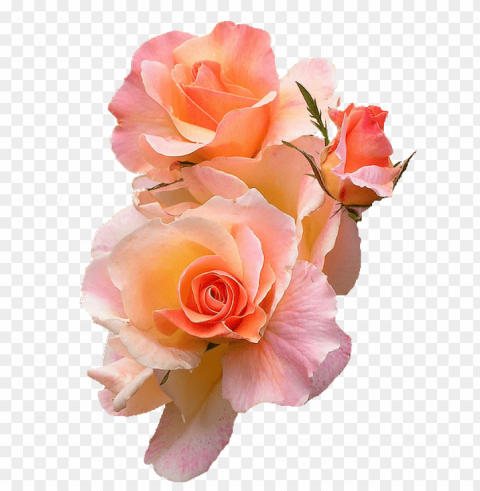  Flower Tumblr Transparent Pics