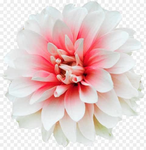  Flower Tumblr Transparent PNG Graphics Assortment