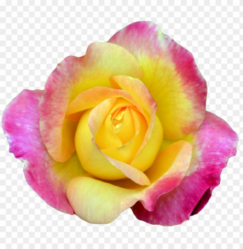  Flower Tumblr Transparent PNG Images Complete Library