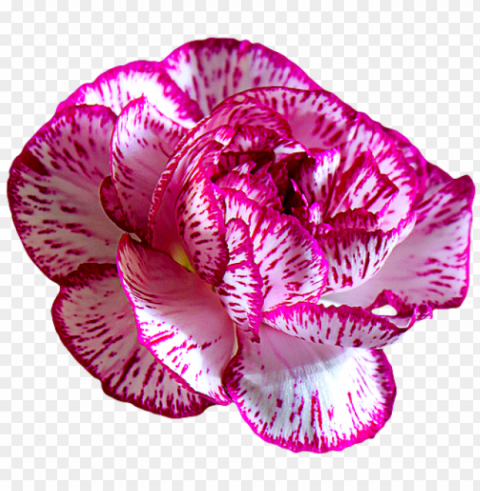  flower tumblr Transparent PNG Object Isolation