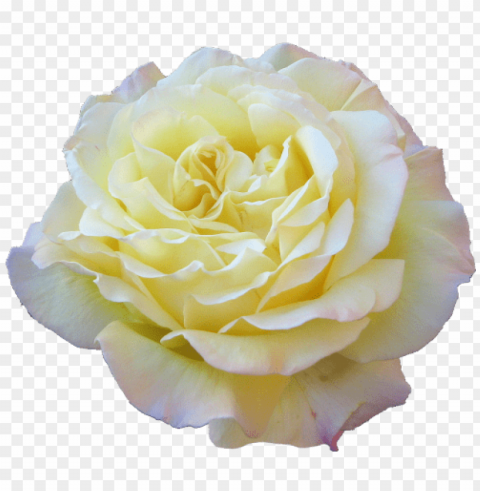  Flower Tumblr Transparent PNG Pictures For Editing