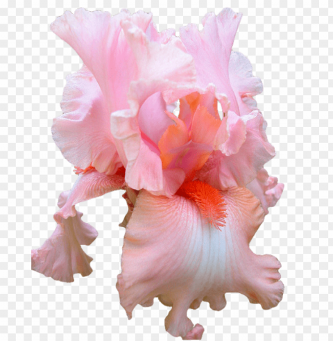  Flower Tumblr PNG Isolated Subject On Transparent Background