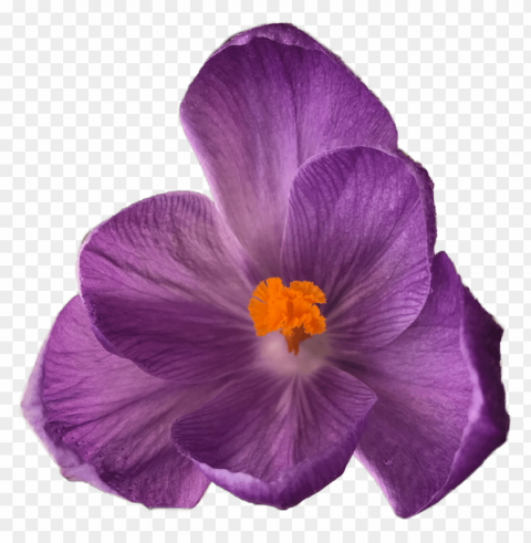 transparent flower tumblr PNG photo without watermark