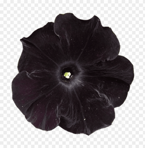 Transparent Flower Tumblr PNG Picture