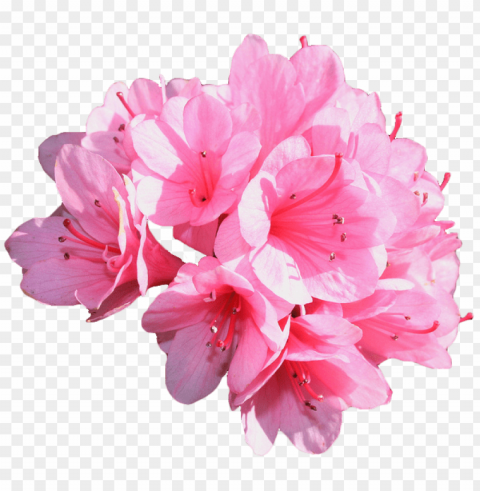Transparent Flower Tumblr PNG Pictures With No Backdrop Needed