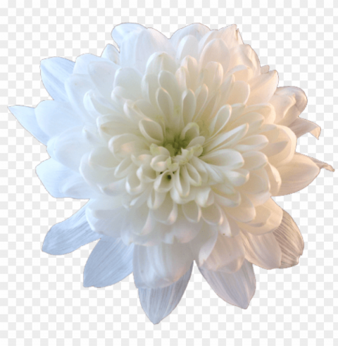  Flower Tumblr Transparent PNG Images Bulk Package