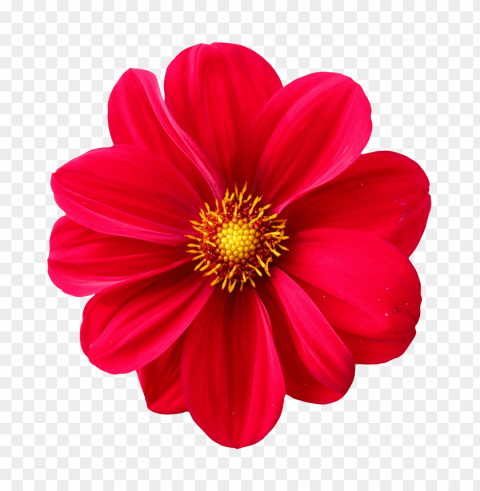  Flowers Transparent Art PNG