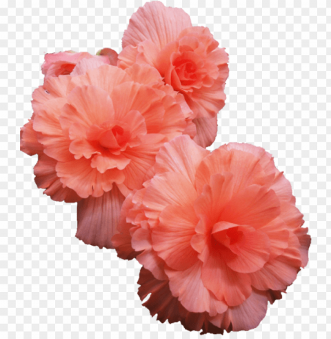  Flowers Transparent Background Isolated PNG Design