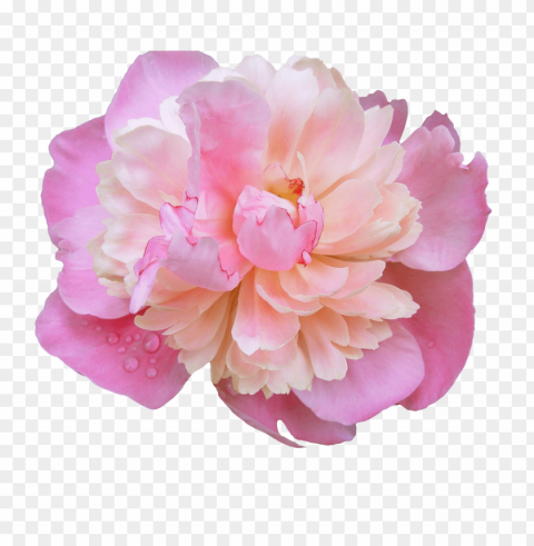  Flowers Transparent Background Isolated PNG Illustration