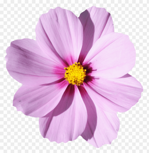  Flowers Transparent Background PNG Isolated Graphic