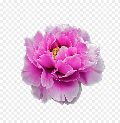  flowers Transparent PNG graphics archive PNG transparent with Clear Background ID 778039da