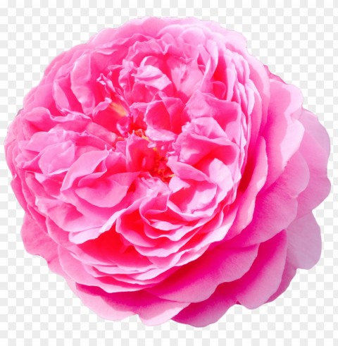  Flowers Transparent PNG Graphics Variety