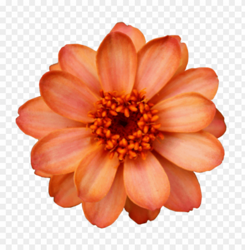 flowers Transparent PNG images extensive gallery