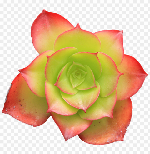  Flowers Transparent PNG Images Wide Assortment