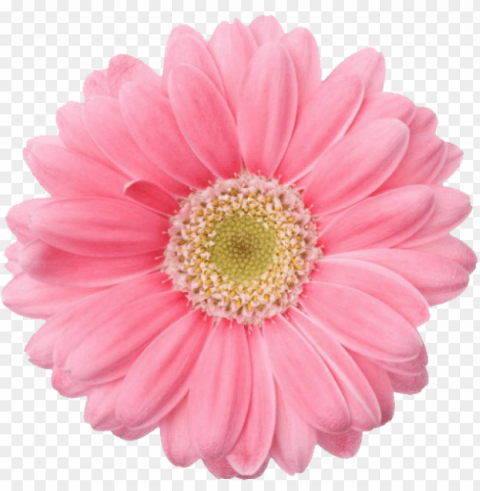  Flowers Transparent PNG Isolated Element With Clarity