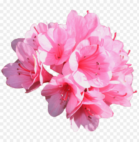 Transparent Flowers PNG Images With Clear Alpha Channel