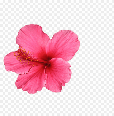 Transparent Flowers PNG Images With Clear Alpha Channel Broad Assortment