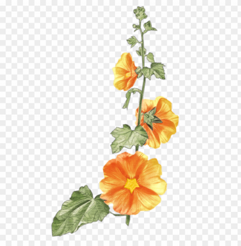 Transparent Flowers PNG Images With High Transparency