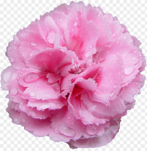 Transparent Flowers PNG Images With High-quality Resolution