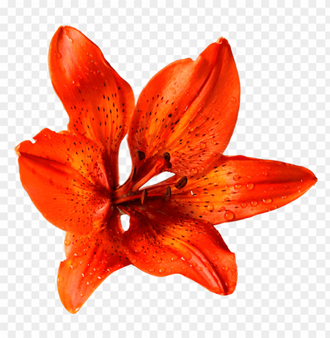 Transparent Flowers PNG Images With No Attribution