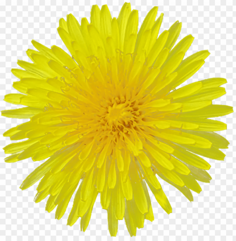 transparent flowers PNG images with no limitations PNG transparent with Clear Background ID ba18780c