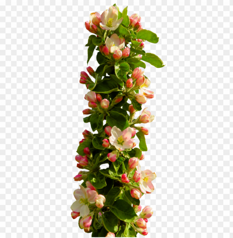  Flowers PNG Images With Transparent Backdrop