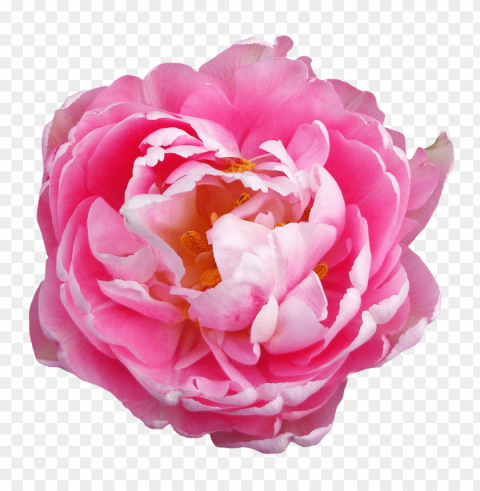  Flowers Transparent PNG Image