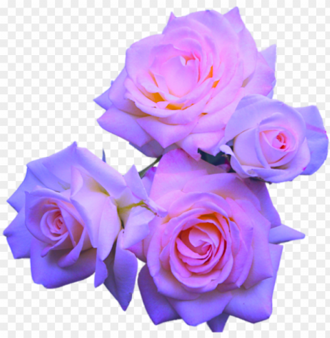  flowers purple roses lavender roses pink - pastel purple flower HighResolution Transparent PNG Isolated Item