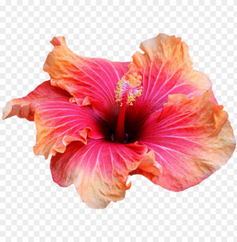  flowers hibiscus flowers - tropical flower background Transparent design PNG