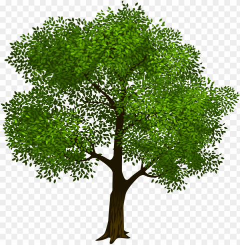 transparent green tree clipart picture - transparent background tree clipart PNG with Isolated Object