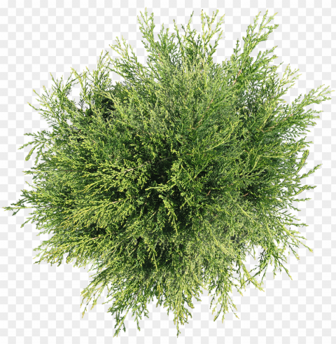  images pluspng viewpluspngcom - plant top view Transparent PNG Isolated Illustration
