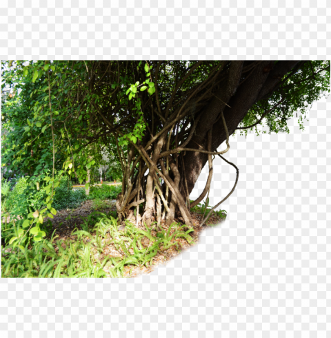transparent jungle tree Isolated Item on Clear Background PNG