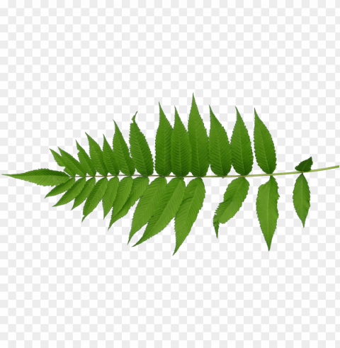  mapping leaf - leaves texture PNG Illustration Isolated on Transparent Backdrop