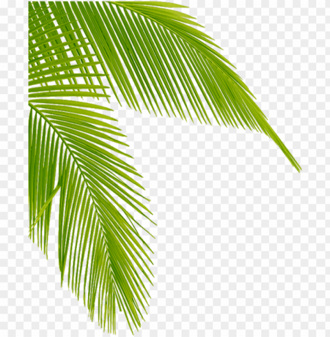 transparent palm tree leaves leaf - palm tree corner Clean Background Isolated PNG Image