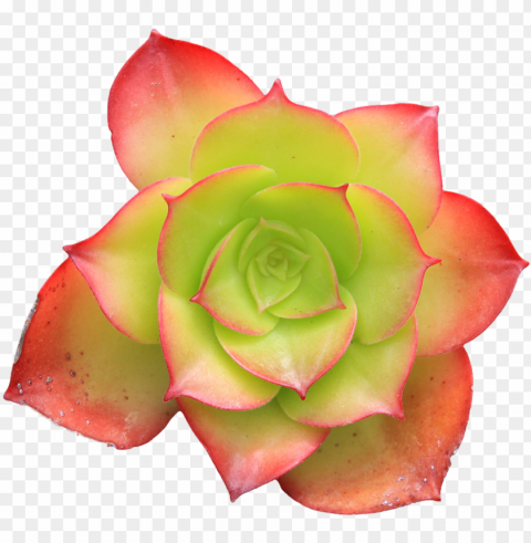  pixel plants tumblr - succulent no background Transparent PNG Isolated Object with Detail