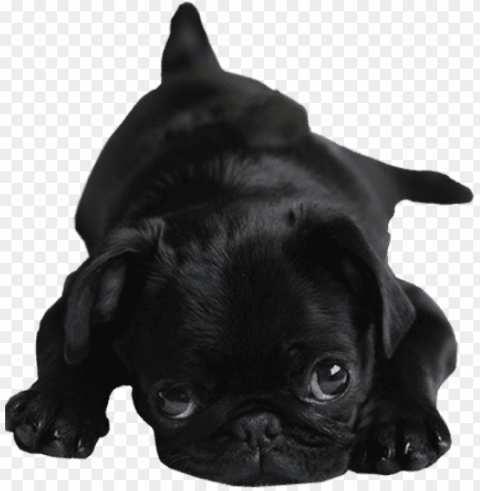 transparent pug puppy - visit my blog for more transparent - baby black pu PNG transparency images