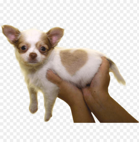 transparent puppy offering for your blog - chihuahua puppy born with a heart shaped mar mugs PNG without background