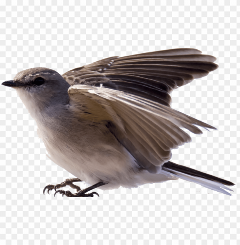  robin bird Isolated Artwork in HighResolution Transparent PNG