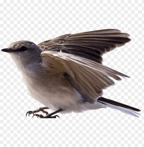  robin bird Isolated Artwork in HighResolution Transparent PNG PNG transparent with Clear Background ID 43c9afa3