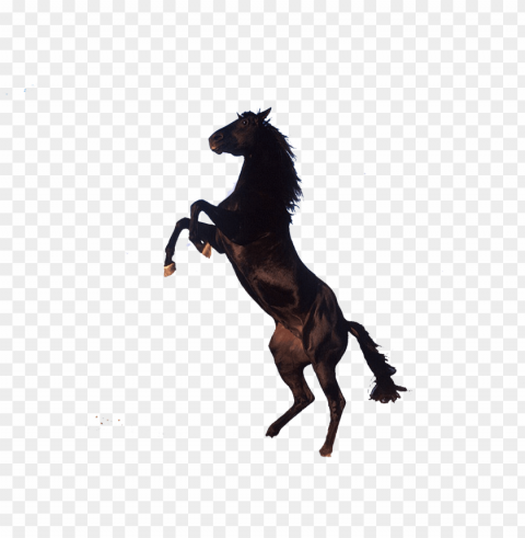 transparent see-through - horse on its back legs PNG files with no background wide assortment